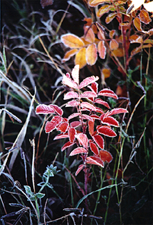 close-up frost on leaves, West Central Minnesota