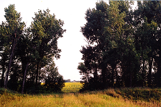 North Dakota Sunflowers