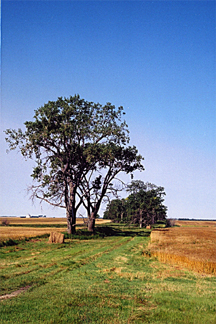 North Dakota Wheat