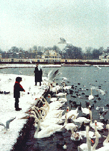 Boy Feeding Swans-Germany